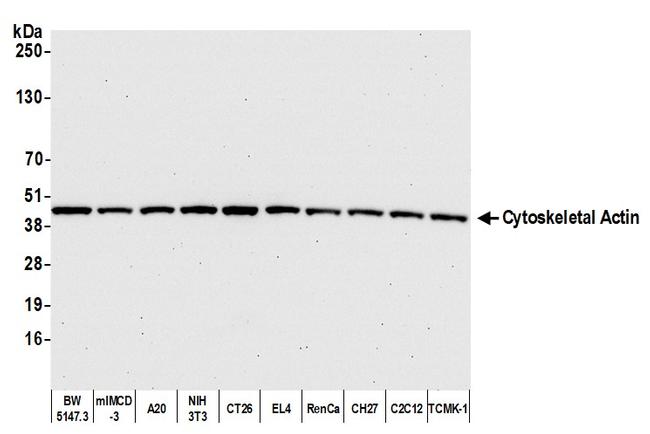 Cytoskeletal Actin Antibody in Western Blot (WB)