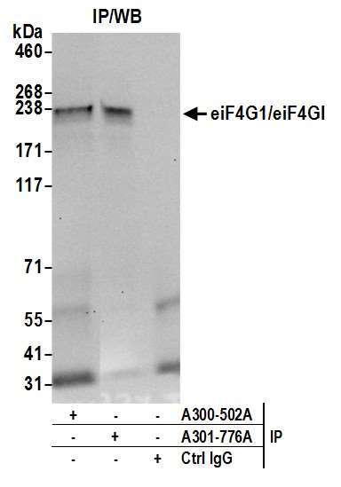 eIF4G1/eIF4GI Antibody in Immunoprecipitation (IP)