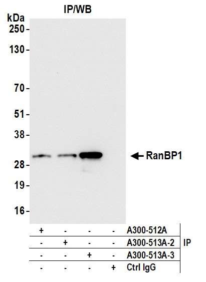RanBP1 Antibody in Immunoprecipitation (IP)