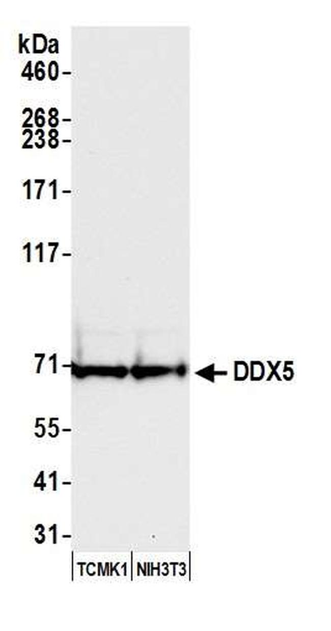 DDX5 Antibody in Western Blot (WB)