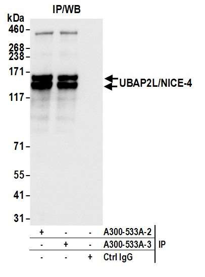 UBAP2L/NICE4 Antibody in Immunoprecipitation (IP)