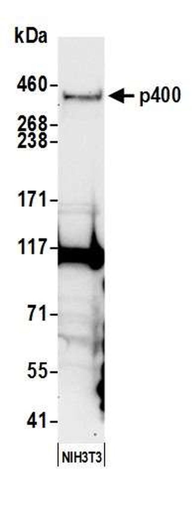p400 Antibody in Western Blot (WB)