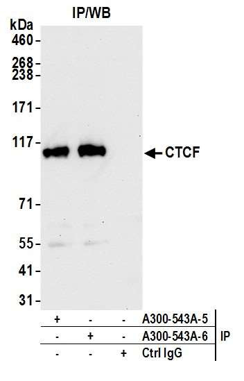 CTCF Antibody in Immunoprecipitation (IP)