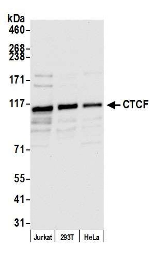 CTCF Antibody in Western Blot (WB)