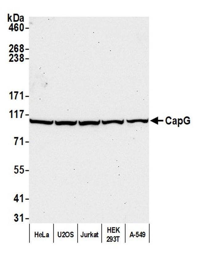 CAP-G Antibody in Western Blot (WB)