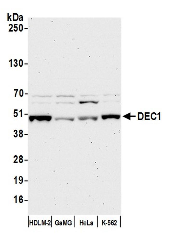 DEC1 Antibody in Western Blot (WB)