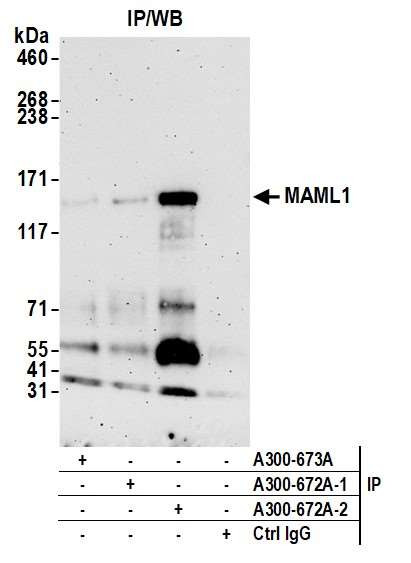 MAML1 Antibody in Immunoprecipitation (IP)