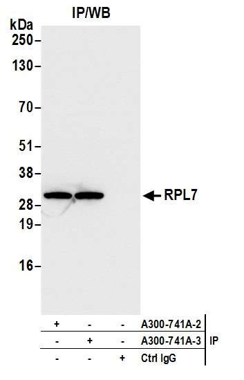 RPL7 Antibody in Immunoprecipitation (IP)