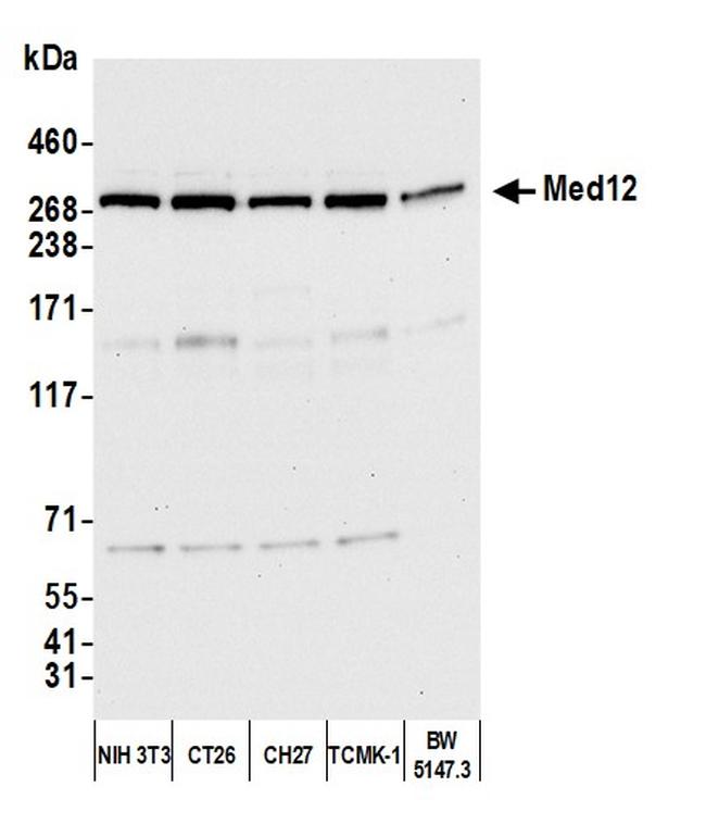 MED12 Antibody in Western Blot (WB)