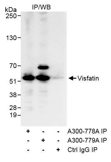 NAMPT/PBEF/Visfatin Antibody in Immunoprecipitation (IP)