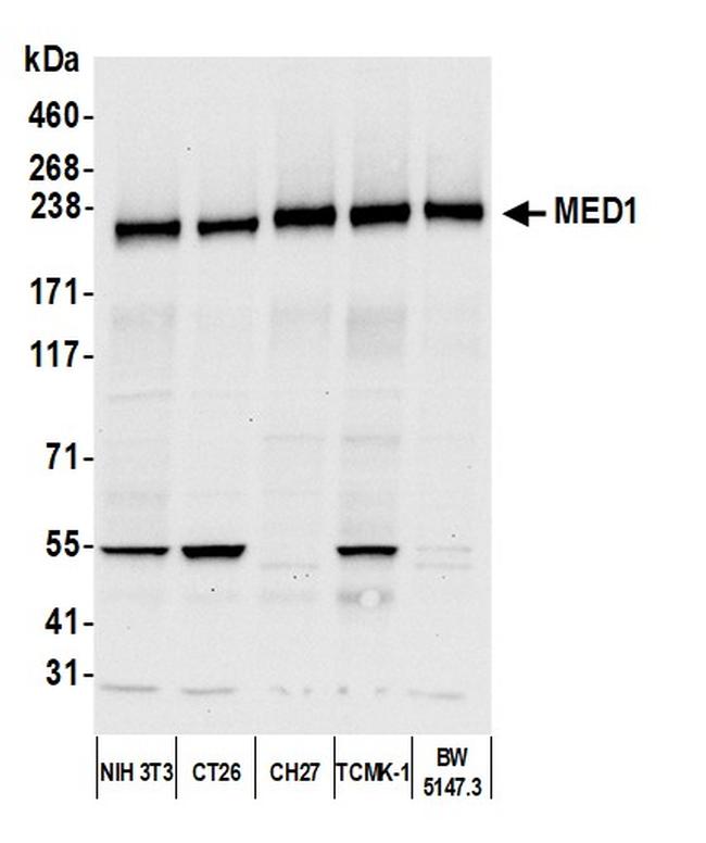 CRSP1/TRAP220 Antibody in Western Blot (WB)