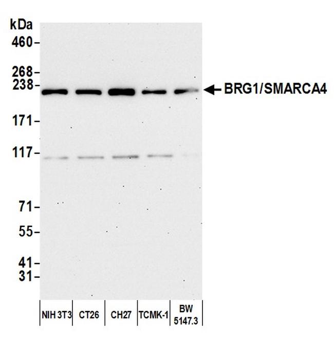 BRG1/SMARCA4 Antibody in Western Blot (WB)