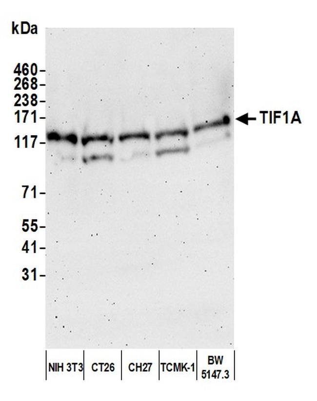 TIF1 Alpha/TRIM24 Antibody in Western Blot (WB)