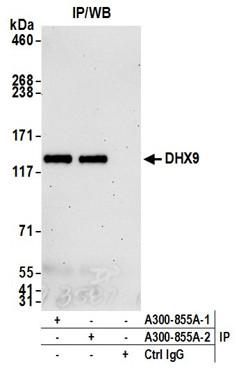 DHX9 Antibody in Immunoprecipitation (IP)