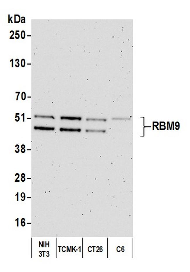 RBM9 Antibody in Western Blot (WB)