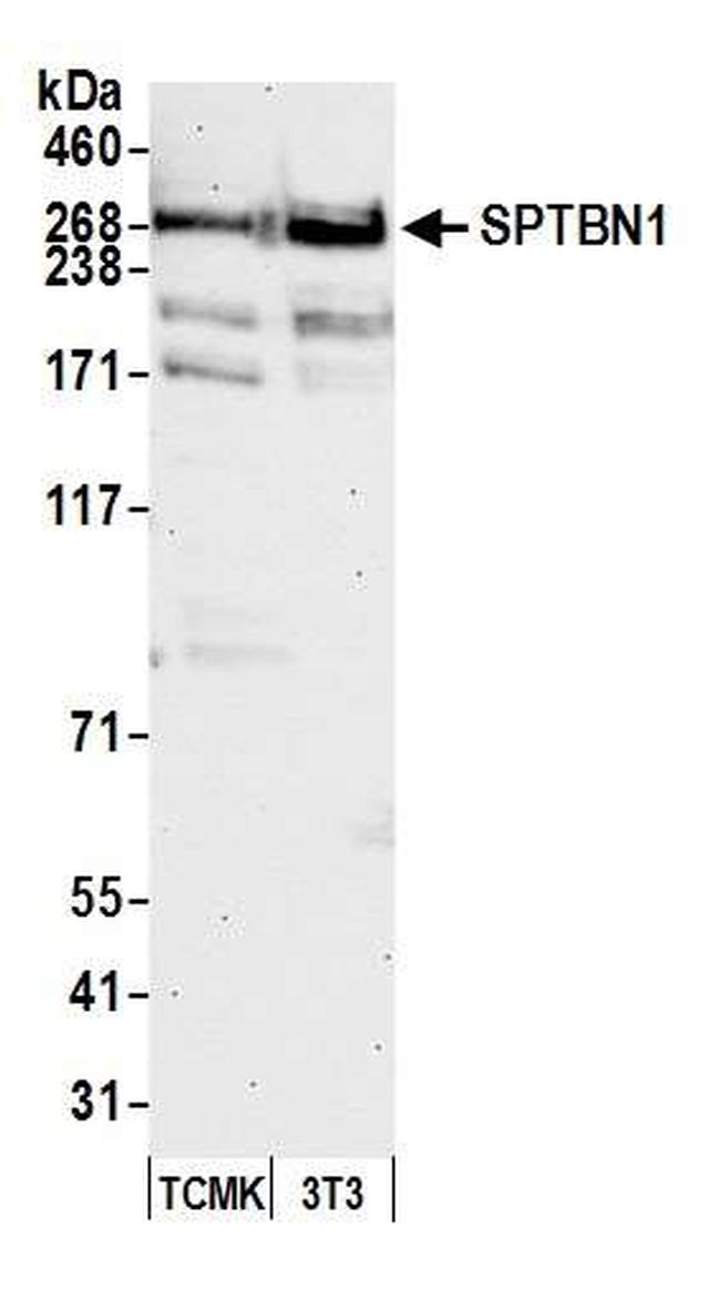 SPTBN1 Antibody in Western Blot (WB)