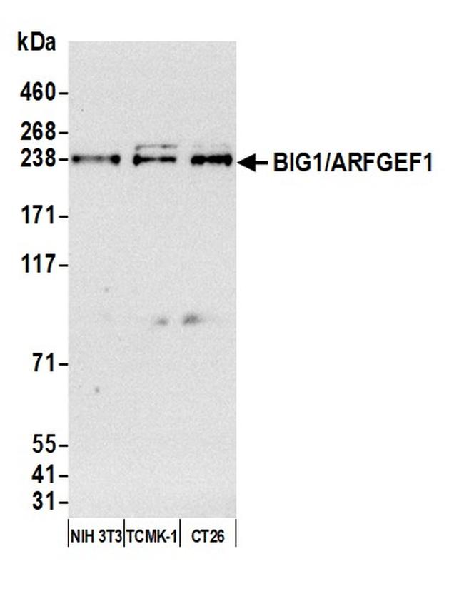 BIG1/ARFGEF1 Antibody in Western Blot (WB)