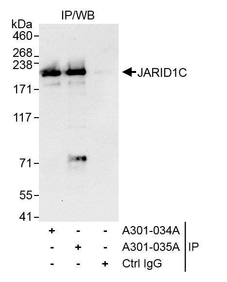 JARID1C Antibody in Immunoprecipitation (IP)