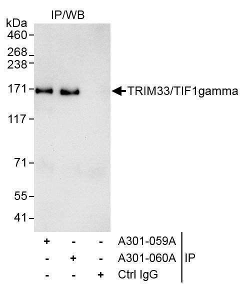 TRIM33/TIF1gamma Antibody in Immunoprecipitation (IP)