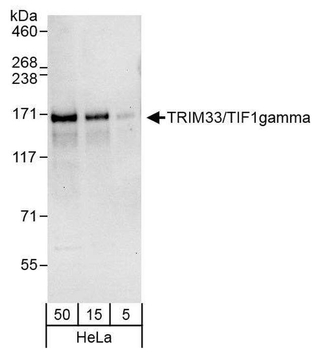 TRIM33/TIF1gamma Antibody in Western Blot (WB)