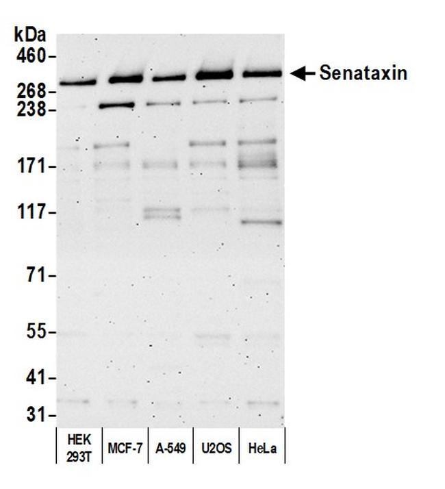 Senataxin Antibody in Western Blot (WB)