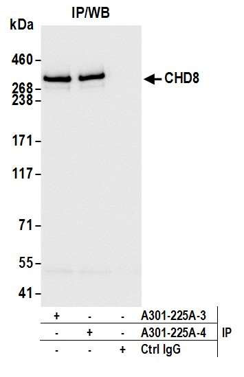 CHD8 Antibody in Immunoprecipitation (IP)