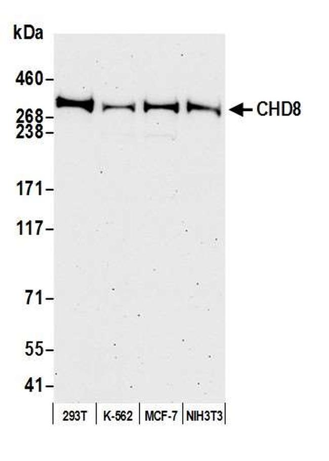 CHD8 Antibody in Western Blot (WB)