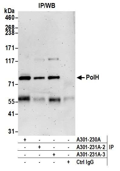 PolH Antibody in Immunoprecipitation (IP)