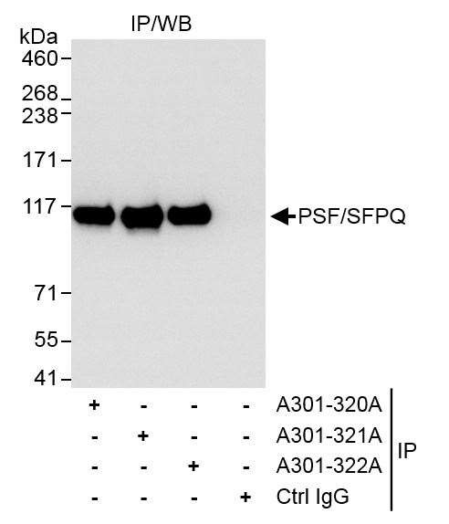 PSF/SFPQ Antibody in Immunoprecipitation (IP)