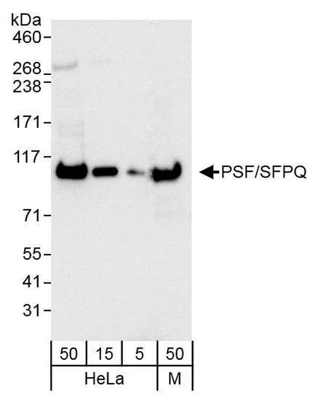 PSF/SFPQ Antibody in Western Blot (WB)