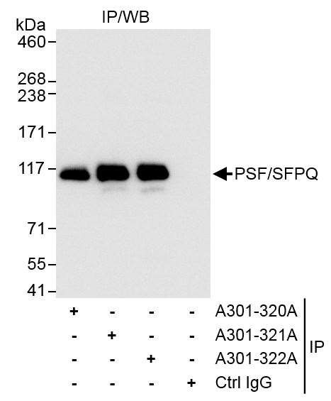 PSF/SFPQ Antibody in Immunoprecipitation (IP)