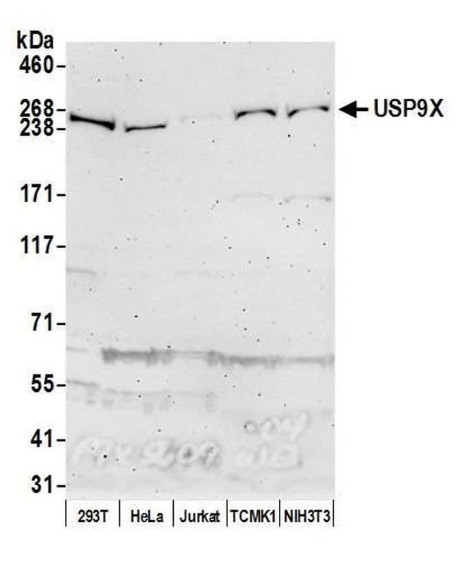 USP9X Antibody in Western Blot (WB)