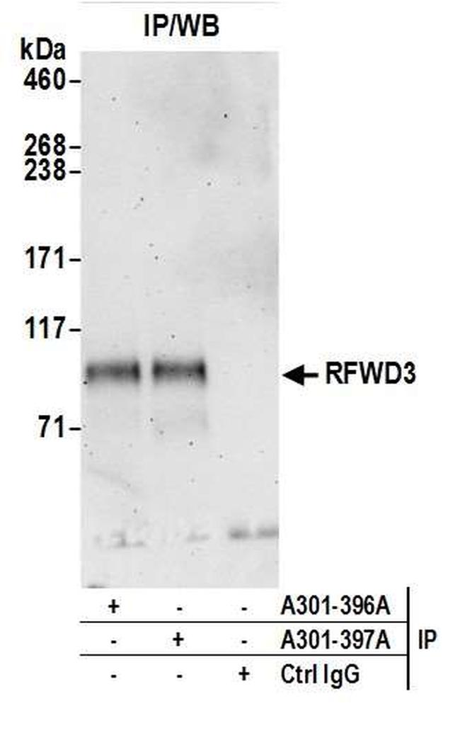 RFWD3 Antibody in Western Blot (WB)