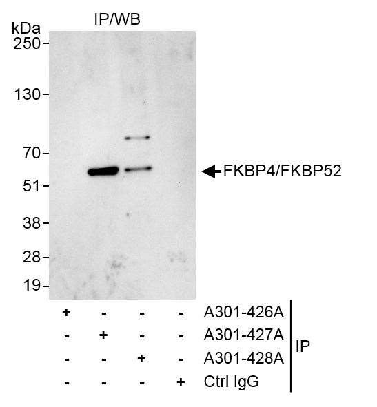 FKBP4/FKBP52 Antibody in Immunoprecipitation (IP)