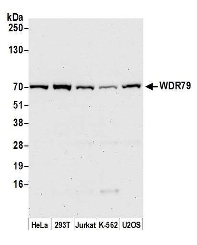 WDR79 Antibody in Western Blot (WB)