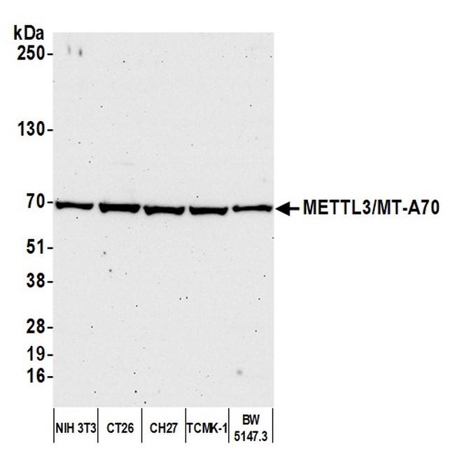 METTL3/MT-A70 Antibody in Western Blot (WB)