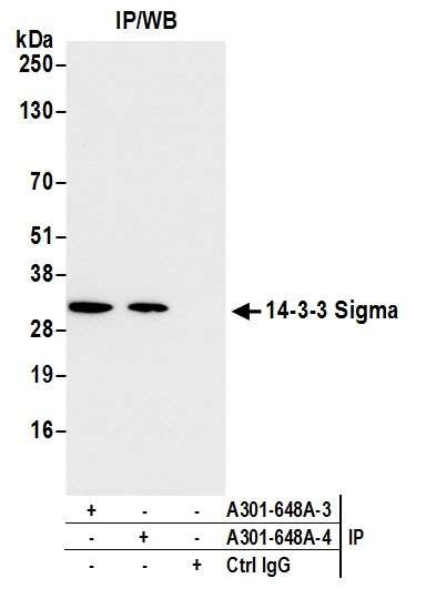 14-3-3 Sigma Antibody in Immunoprecipitation (IP)