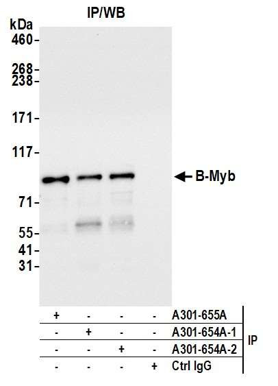 B-Myb Antibody in Immunoprecipitation (IP)