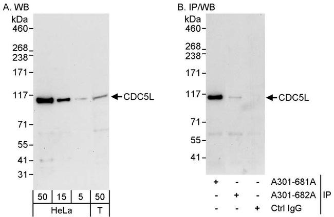 CDC5L Antibody in Western Blot (WB)