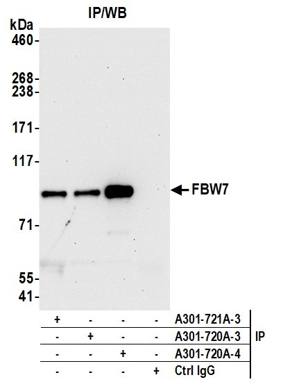 FBW7 Antibody in Immunoprecipitation (IP)