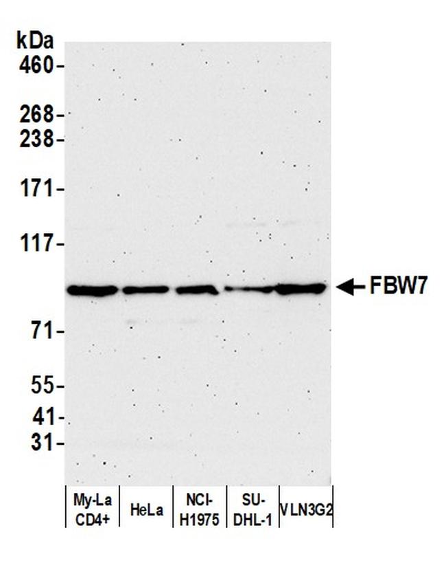 FBW7 Antibody in Western Blot (WB)