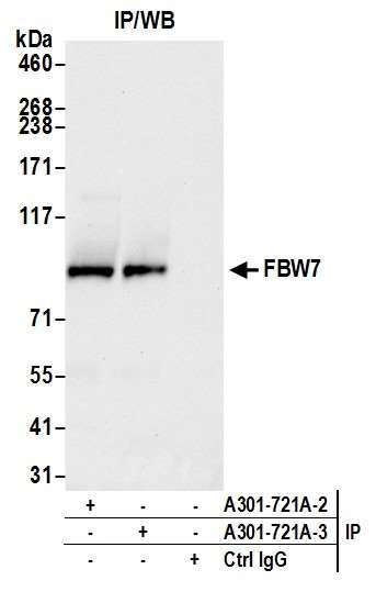 FBW7 Antibody in Immunoprecipitation (IP)