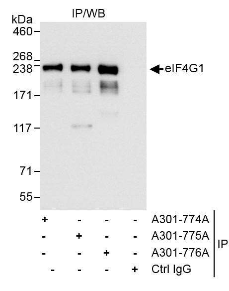 eIF4G1/eIF4GI Antibody in Immunoprecipitation (IP)