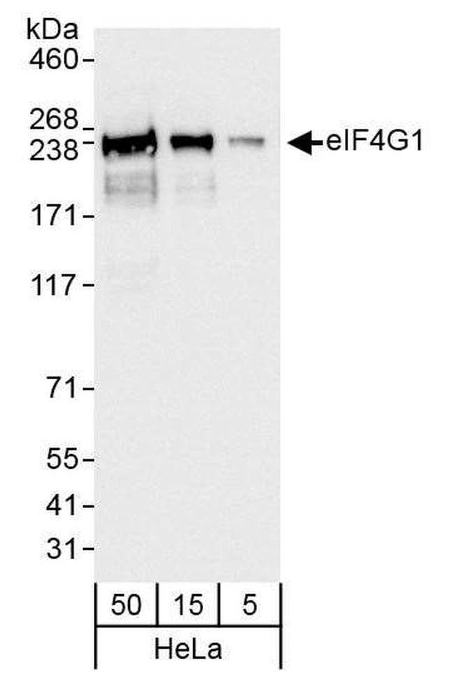 eIF4G1/eIF4GI Antibody in Western Blot (WB)