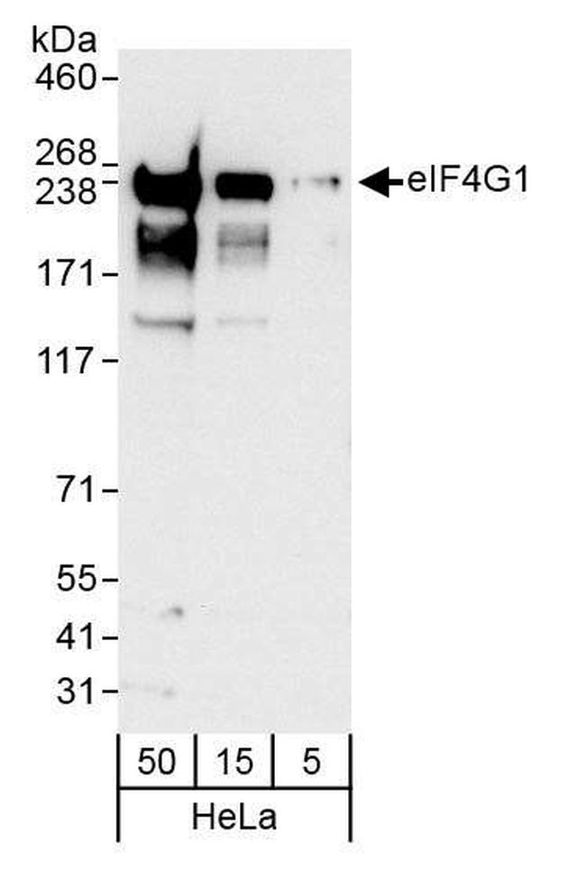 eIF4G1/eIF4GI Antibody in Western Blot (WB)