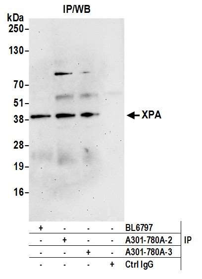 XPA Antibody in Immunoprecipitation (IP)