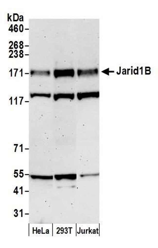 JARID1B Antibody in Western Blot (WB)