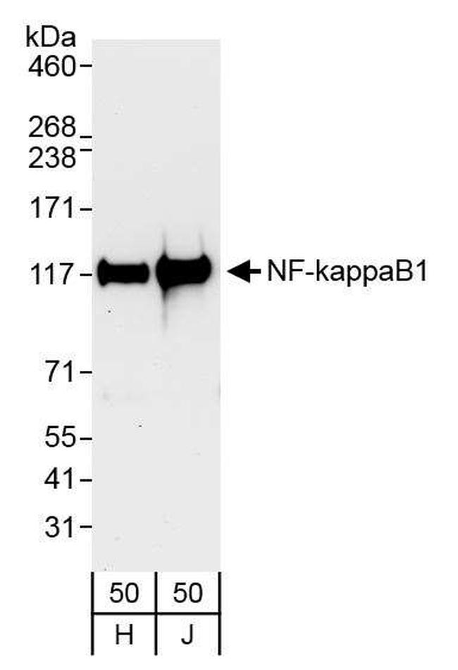 NF-kappaB1 Antibody in Western Blot (WB)