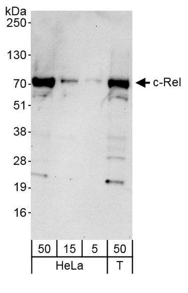 c-Rel Antibody in Western Blot (WB)