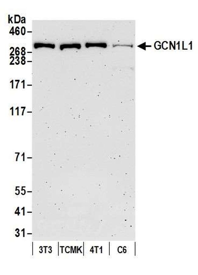 GCN1L1 Antibody in Western Blot (WB)